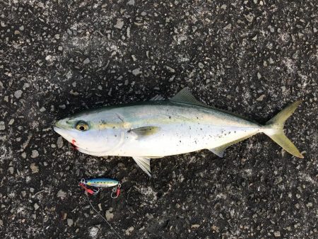 ジグパラスロー