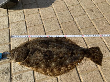 洲本港　ヒラメ