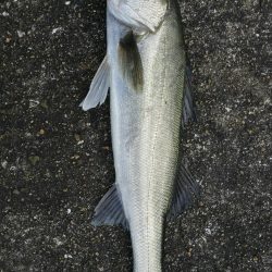 半誘導沈め釣りに挑戦