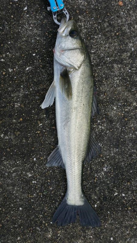 半誘導沈め釣りに挑戦