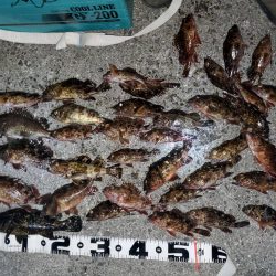 ガシラ無双～５０匹