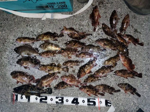 ガシラ無双～５０匹