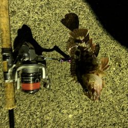 極寒でもアジは釣れる