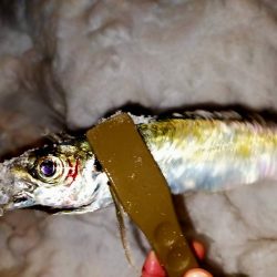 雪降る中でも…