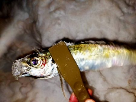 雪降る中でも…