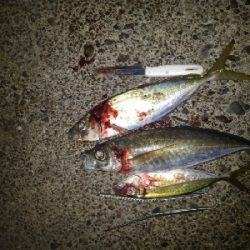 1/15釣果アオリイカ！デカアジ38センチ！