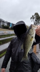 雨の中の高活性