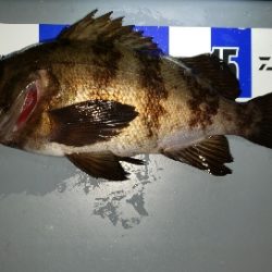 アジ不在メバル