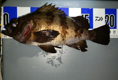 アジ不在メバル