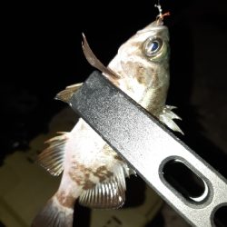 明けましておめでとうございます