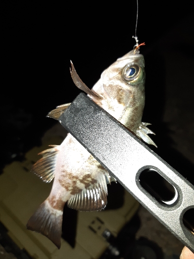 明けましておめでとうございます