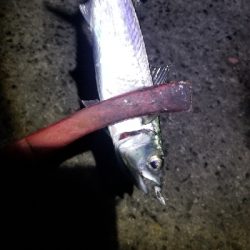 尺アジからのサバ祭り