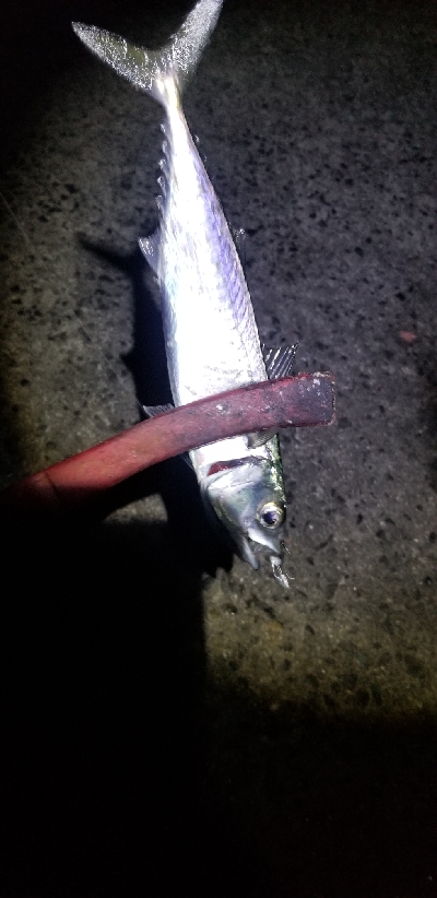 尺アジからのサバ祭り