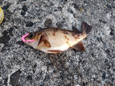 まったりメバリング