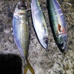 ナイトアジング 短時間