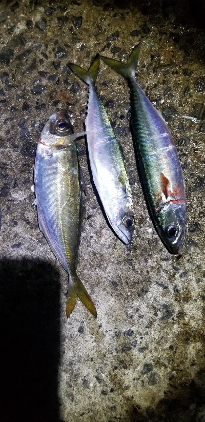 ナイトアジング　短時間