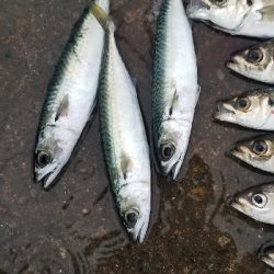 アジング好調 初ポイントで友人と。