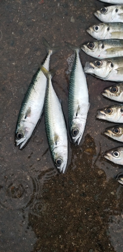 アジング好調 初ポイントで友人と。