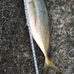 サバから逃げろ重量級ジグヘッド大活躍。尺1