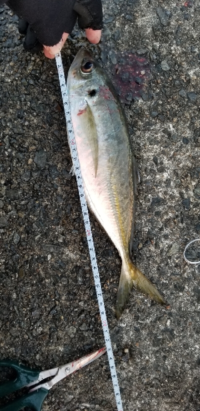 サバから逃げろ重量級ジグヘッド大活躍。尺1