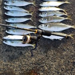 下津をランガン。尺超え有り