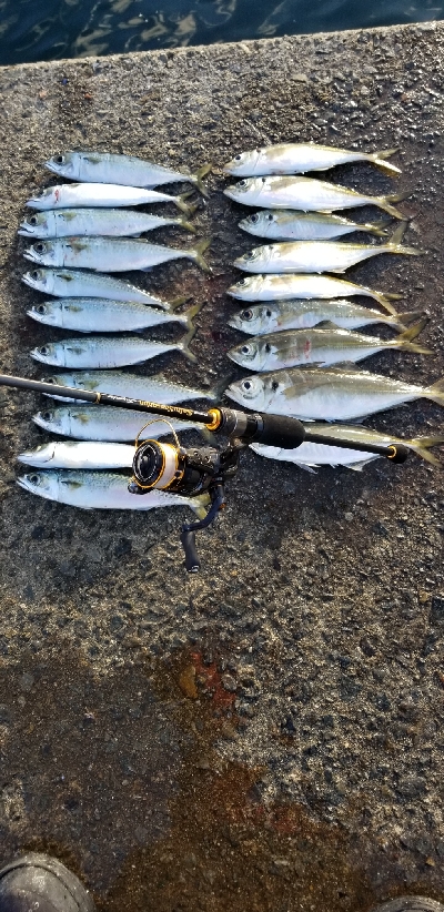 下津をランガン。尺超え有り