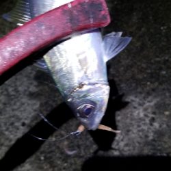 アジング　あれ？小さくなった？