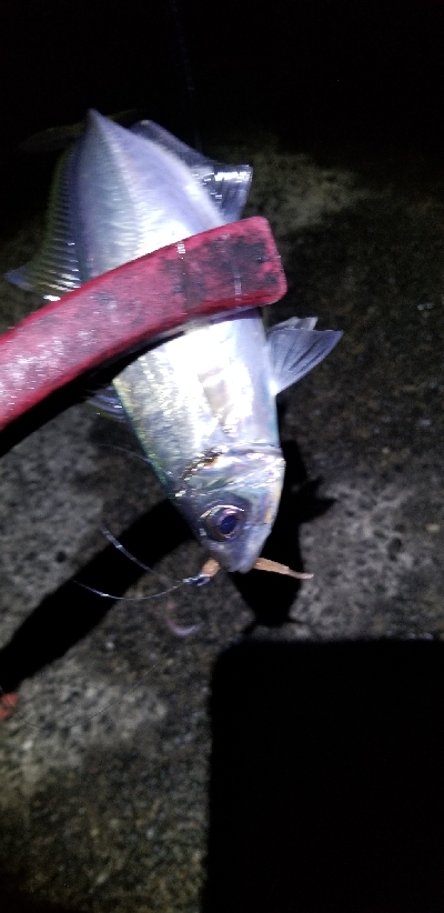 アジング　あれ？小さくなった？