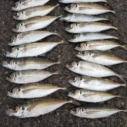 久々に型・数釣れたアジング　尺超え有り