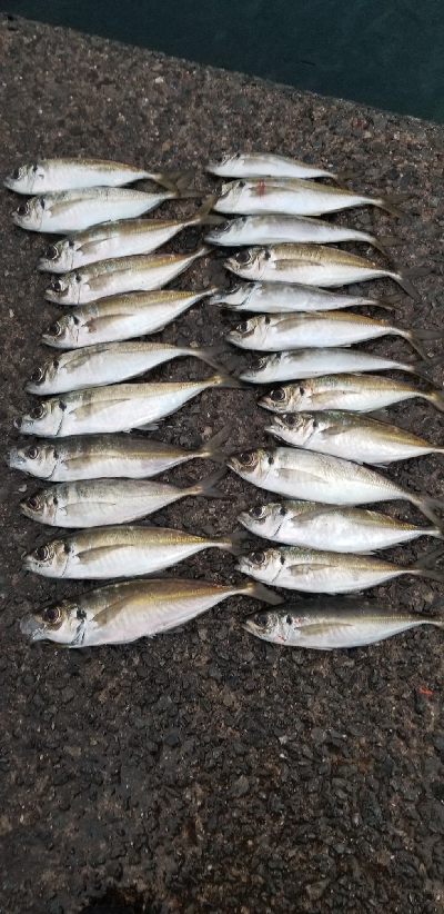 久々に型・数釣れたアジング　尺超え有り