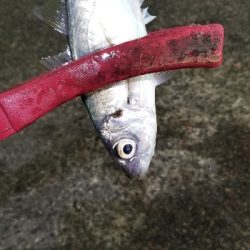 アジング　爆釣40匹超え！