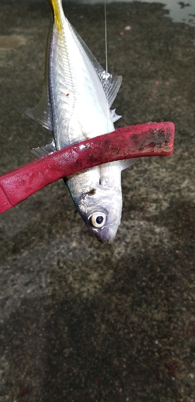 アジング　爆釣40匹超え！