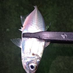 釣り初めアジング