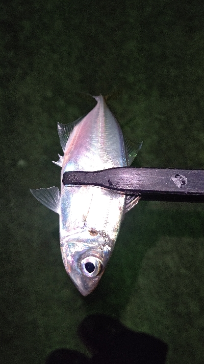 釣り初めアジング