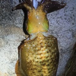 新年初エギング