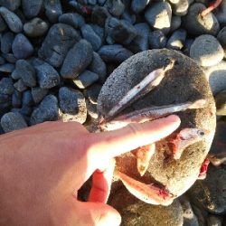 釣り初めはサワラ！