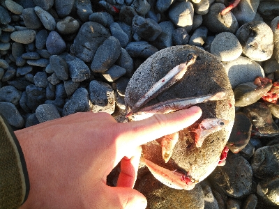 釣り初めはサワラ！