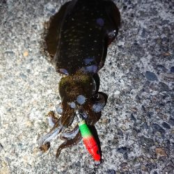 ヤリイカ狙い