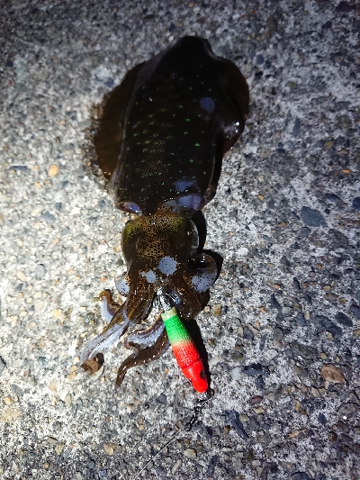 ヤリイカ狙い