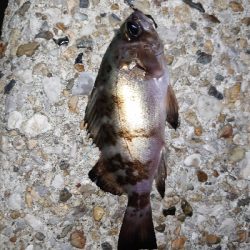 今年お初の釣り