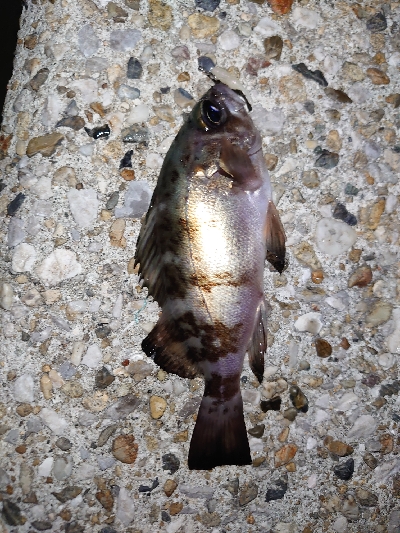 今年お初の釣り