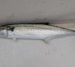 老人嶋神社へ初詣