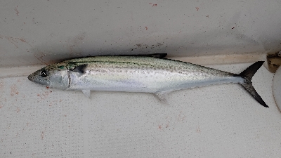 老人嶋神社へ初詣