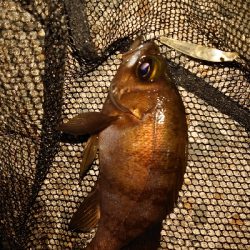 メバルとプラグ