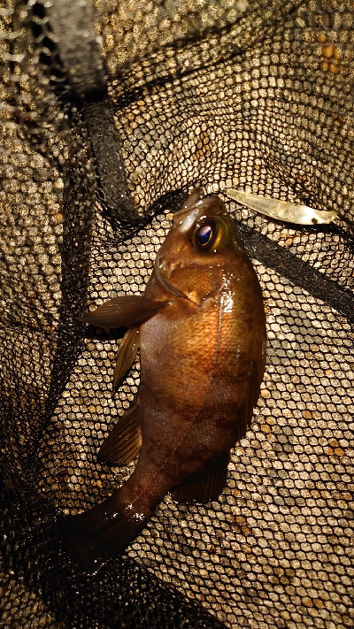 メバルとプラグ