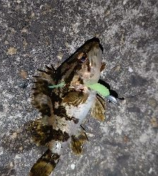 初心者メバル調査員