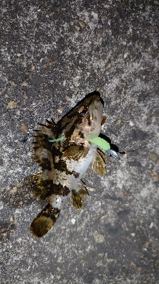 初心者メバル調査員