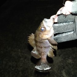 なかなかの風の中でのメバルプラッキング