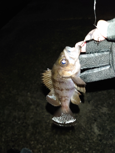 なかなかの風の中でのメバルプラッキング