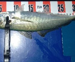 今年初の尺アジ